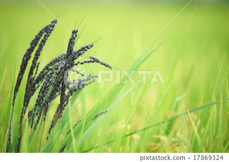 Black rice in white rice Black rice in white rice 17869324