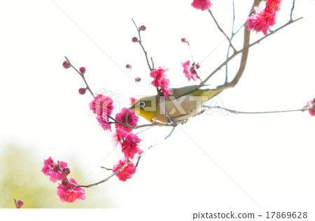 Red plum and white-eye Red plum and white-eye 17869628