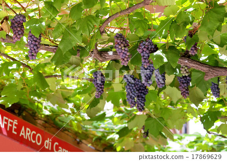Northern grapes Steuben Northern grapes Steuben 17869629