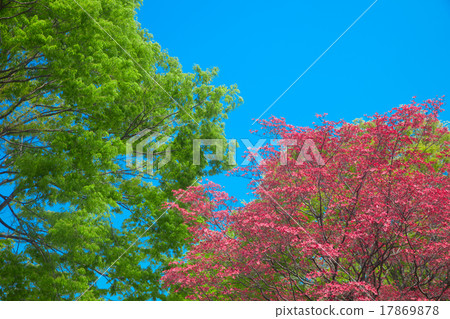Flower tree and fresh green grove Flower tree and fresh green grove 17869878