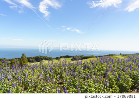 Early autumn flower garden 17869881