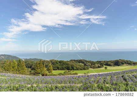 Flower garden 17869882
