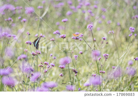 Swallowtail butterfly 17869883