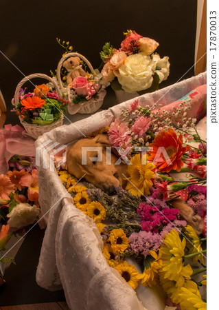 A pet dog's funeral 17870013