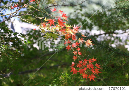 Momige (autumn leaves, yellow leaves) 17870101