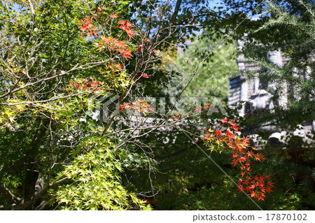 Momige (autumn leaves, yellow leaves) 17870102