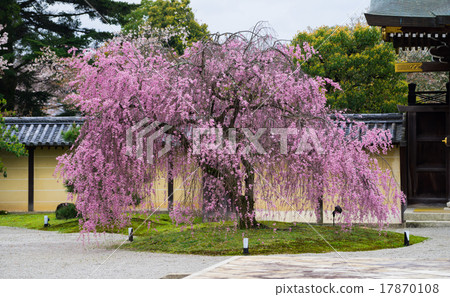 Kyoto Daimyoji Branch Sakura 17870108