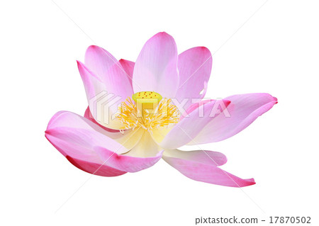 Lotus Lotus 17870502
