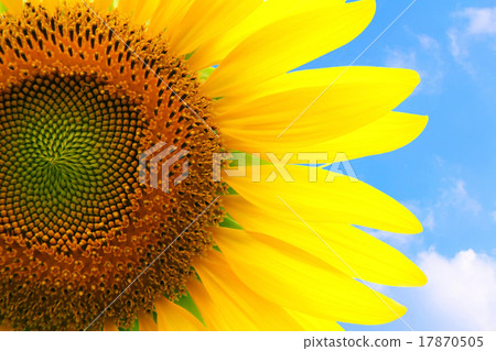flower flower 17870505