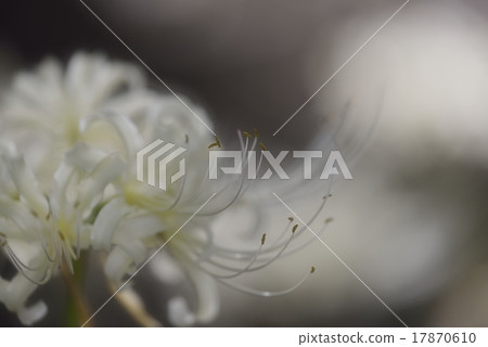 White cluster amaryllis 17870610
