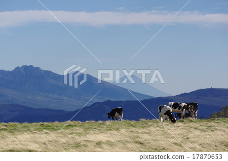 在Shinshu Takahara Mihagahara(Utsukushigara)和Yatsugatake山和富士山放牧的奶牛 在Shinshu Takahara Mihagahara(Utsukushigara)和Yatsugatake山和富士山放牧的奶牛 17870653