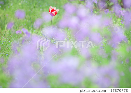 Tulip Tulip 17870778