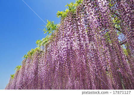 紫藤花 紫藤花 17871127