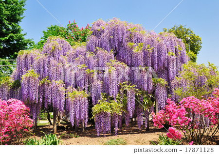 Wisteria flowers Wisteria flowers 17871128