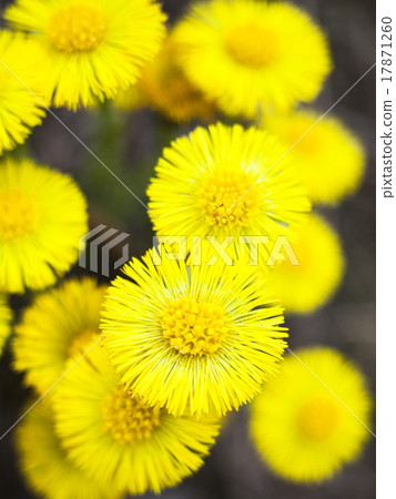 Yellow coltsfoot flowers (Tussilago farfara) 17871260