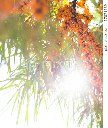 See-buckthorn berries See-buckthorn berries 17871289