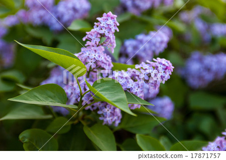 Flowers of Lilac 17871757