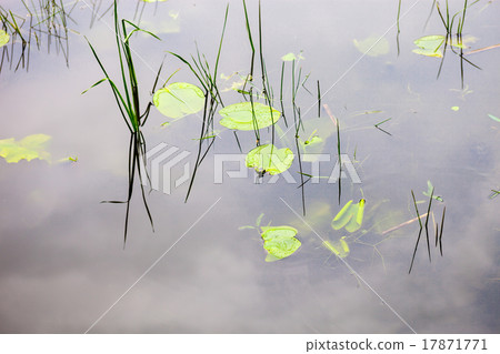 Water surface with lily pads 17871771