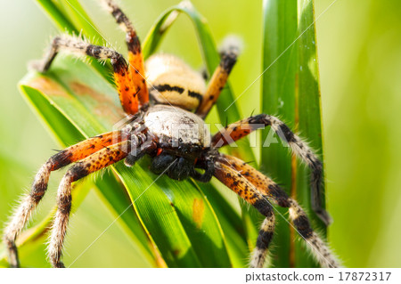 Spider on green leaf 17872317