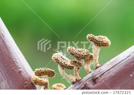 Mushrooms Mushrooms 17872325