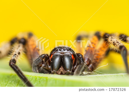 Spider on green leaf 17872326