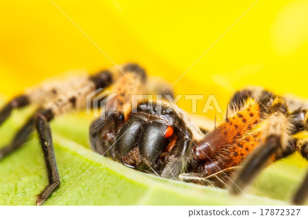 Spider on green leaf 17872327