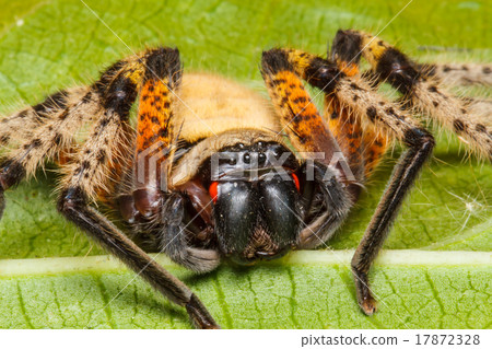 Spider on green leaf Spider on green leaf 17872328