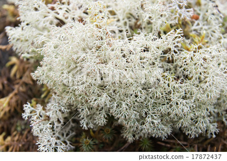 White lichen White lichen 17872437