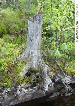 Tree stump 17872441
