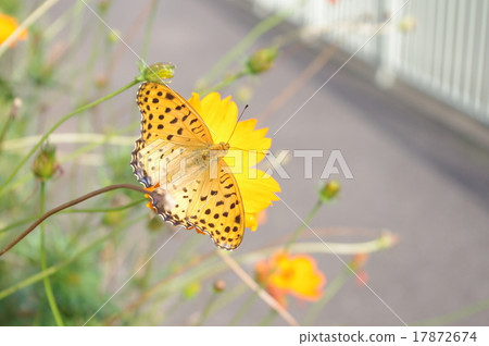 花和蝴蝶 花和蝴蝶 17872674
