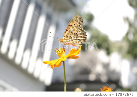 花和蝴蝶 花和蝴蝶 17872675