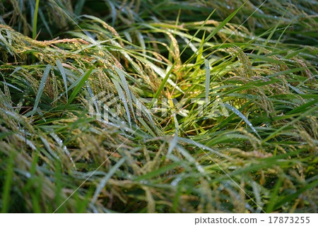 Leaves fallen on a tree leakage day 17873255