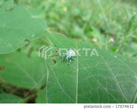 Kofukizoumushi Kofukizoumushi 17874612