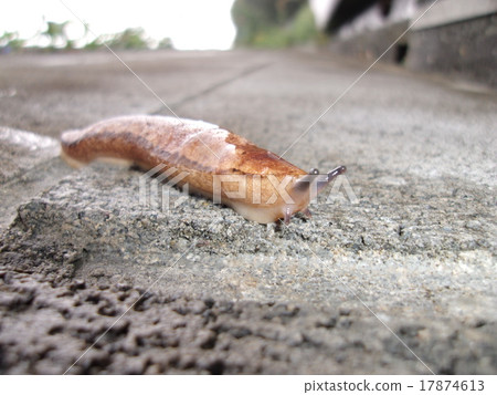 Slug Slug 17874613