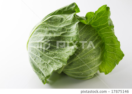 cabbage  17875146