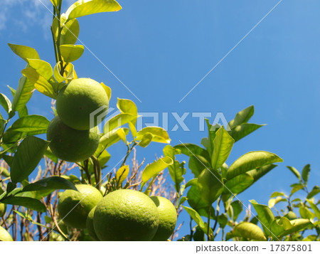 生長在陽光下的Buntan果子 17875801