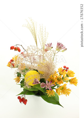 Susuki，Ping Pong chrysanthemum，Hototogisu和Suzukara（垂直2）的安排 17876352