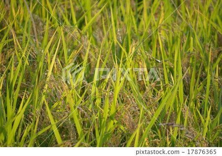 秋天稻田 17876365