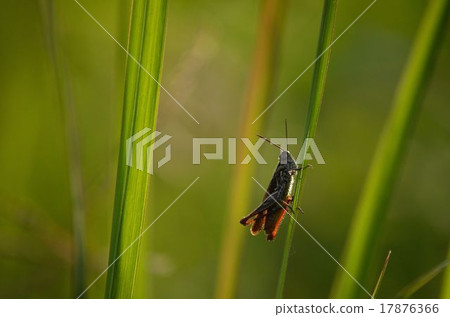 Hinabata在草原 17876366