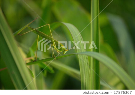 草原和Tsubamusi 17876367