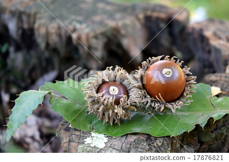 樹樁和橡子 17876821