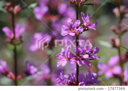 Lythrum Lythrum 17877369