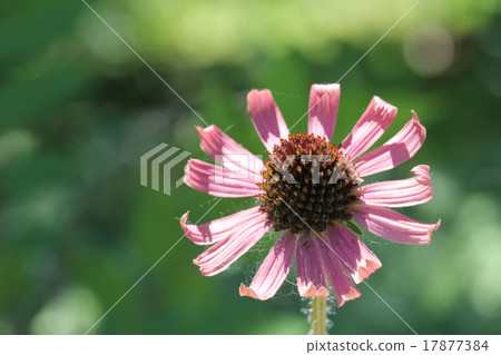 Echinacea · Tennessens 17877384