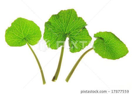 Wasabi - Eutrema japonicum 17877559