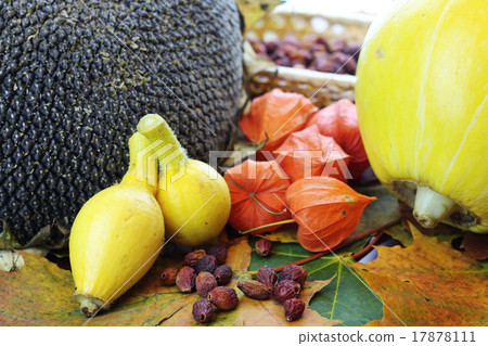 Still leaves fall pumpkin Still leaves fall pumpkin 17878111