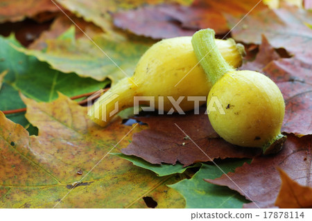 Still leaves fall pumpkin Still leaves fall pumpkin 17878114