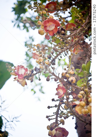 flowers of orchid 17878240