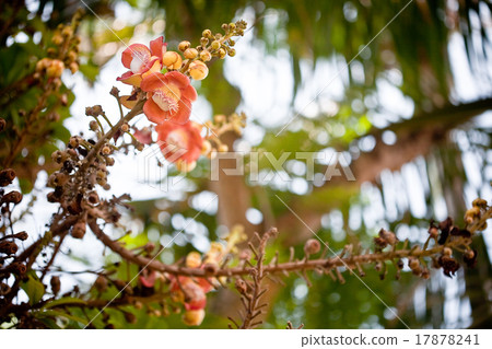 flowers of orchid flowers of orchid 17878241