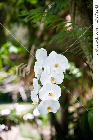 flowers of orchid 17878243
