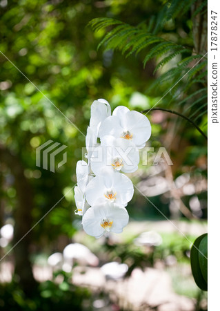 flowers of orchid 17878247